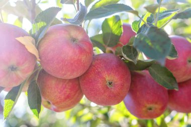 Meyve Bahçesinde Olgun Kırmızı Elmalar, Elma Ağacı